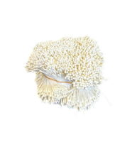 Pręciki do kwiatów ecru