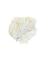 Pręciki do kwiatów białe